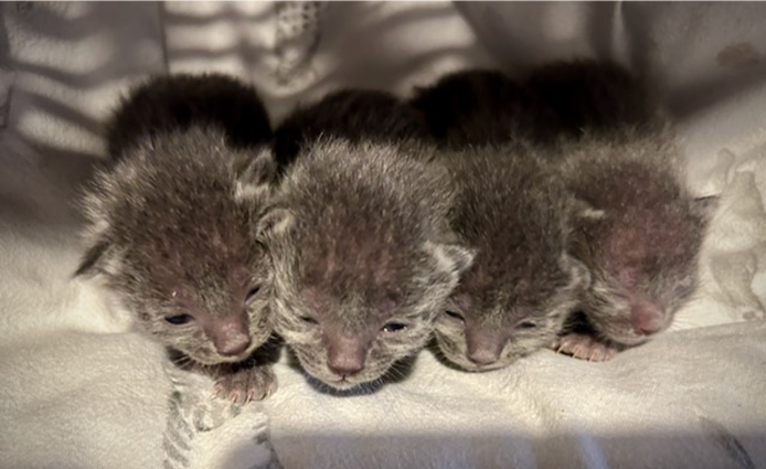 Dixie's kittens at one week